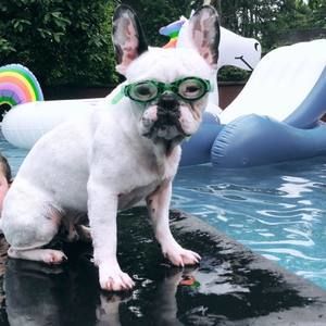 Meet your Posher, Dev